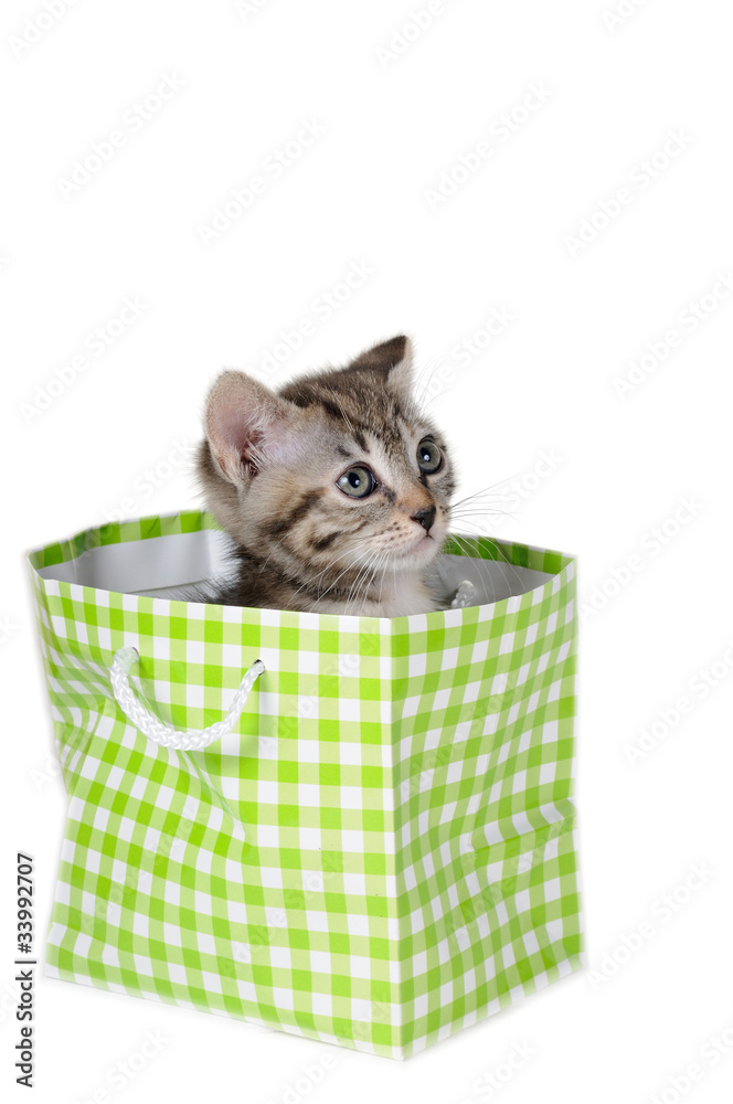 Gattino nella borsetta verde con orecchie basse Stock Photo | Adobe Stock