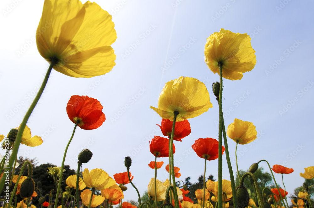 Obraz premium ポピー