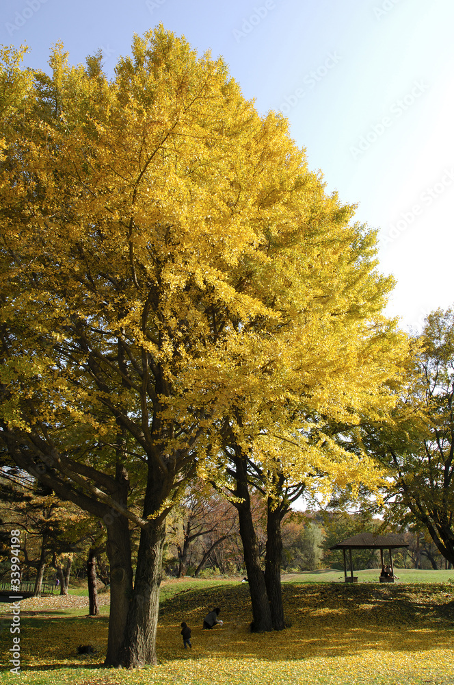 Fototapeta premium 銀杏