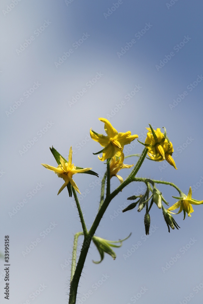 トマトの花 トマトの花