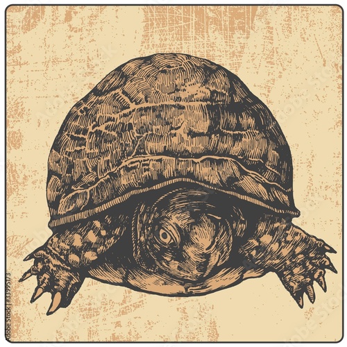turtle and design element, engraved vintage style