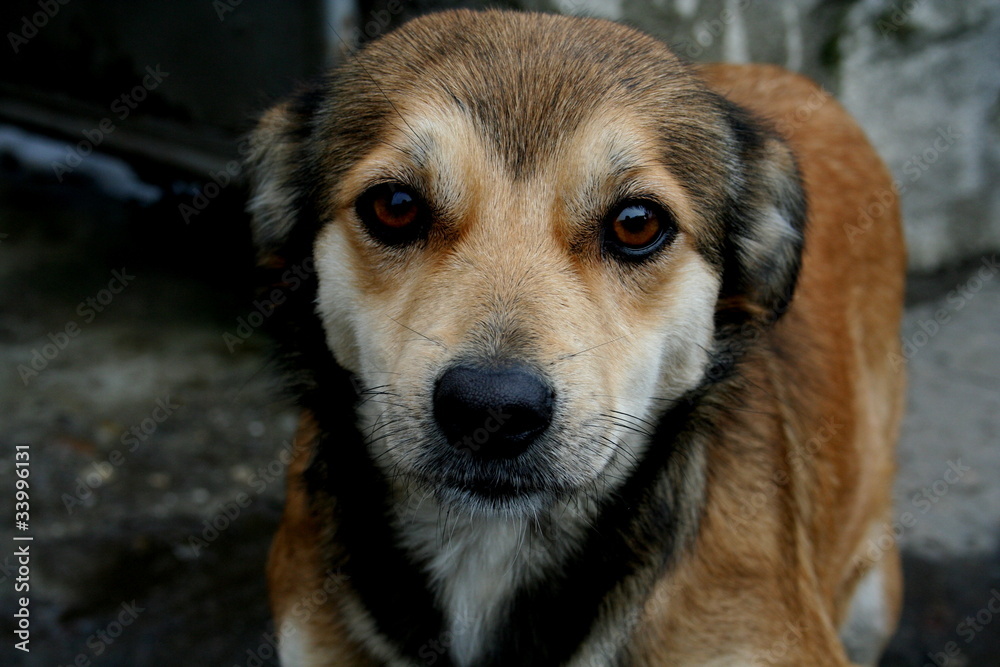 Dog - frontal portrait Dog - frontal portrait