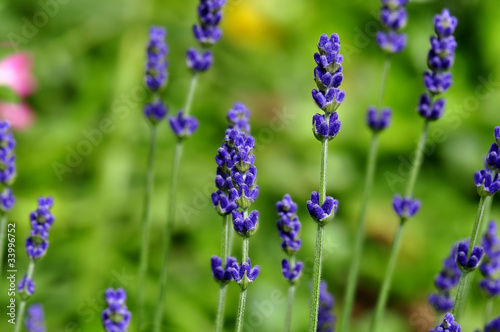 Lavendel