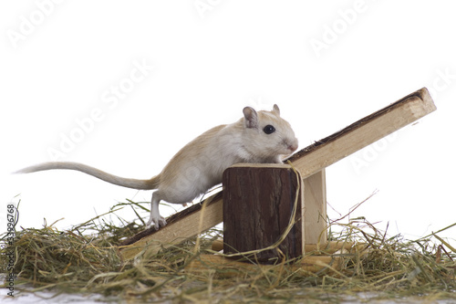 Gerbil auf Wippe, Gerbil on rocker.