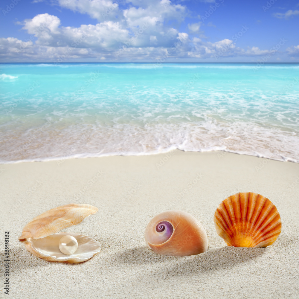 beach summer vacation background shell pearl clam beach summer vacation background shell pearl clam