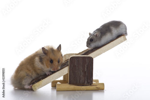 Weight comparison between hamsters photo