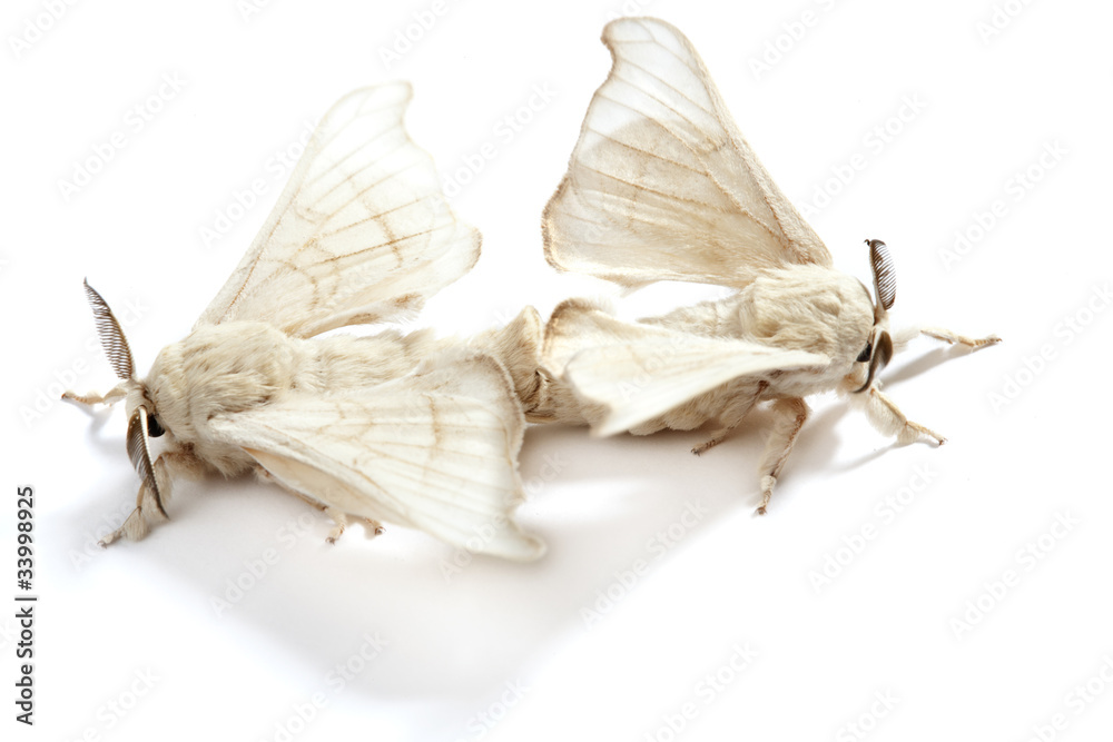 Obraz premium butterfly of silkworm silk worm isolated on white