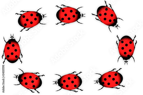 Ladybugs on white background