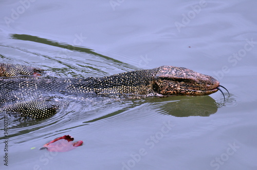 Swimming snake