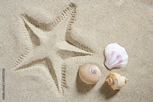 beach sand starfish print shells and sea snail summer