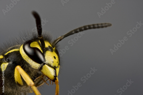 Vászonkép head of wasp in grey background