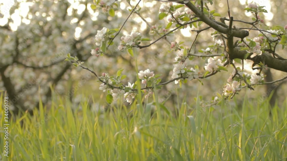 Apple trees branches, descending to green grass Apple trees branches, descending to green grass
