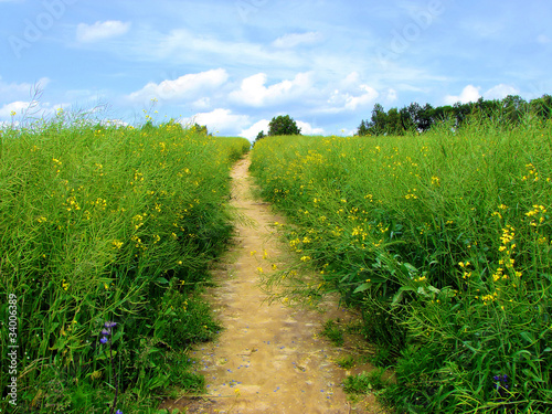 blossoming field in village photo