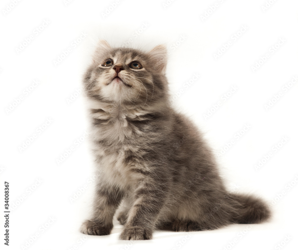 little kitten on white background