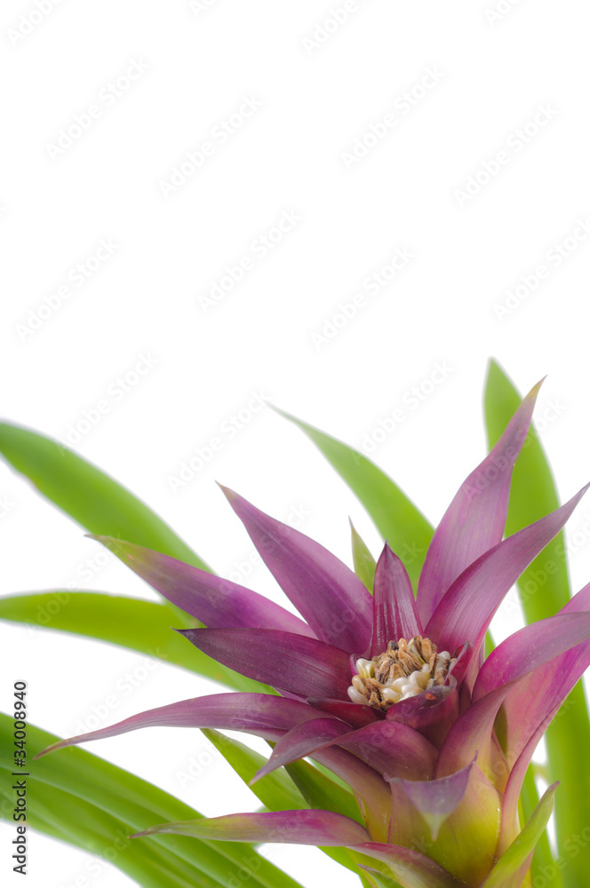 Obraz premium Tropical flower