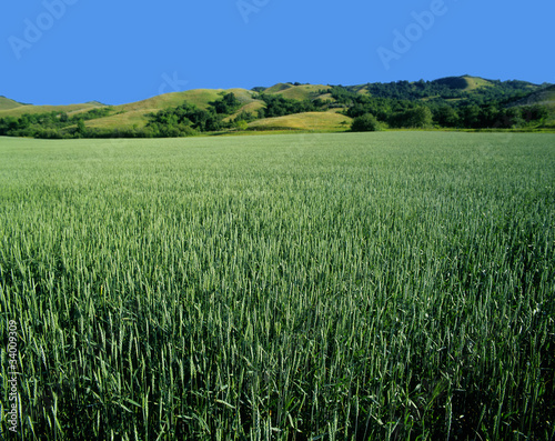 Green field of wheat in Saskatchewan  Canada