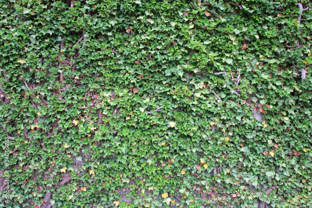 ivy growing up the wall