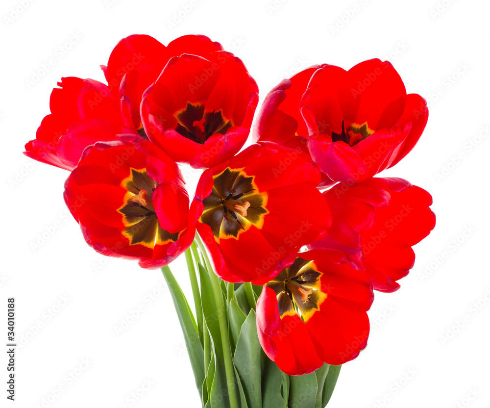 Obraz premium red tulips bouquet