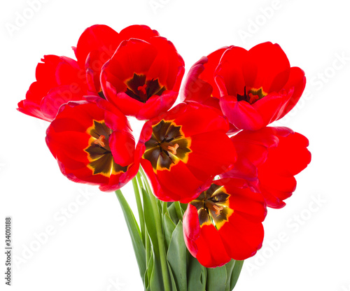 red tulips bouquet