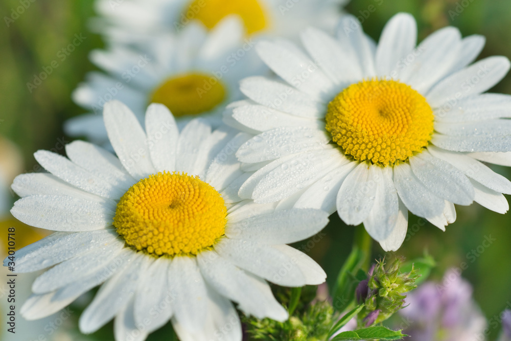 Fototapeta premium Wet camomile flowers in the morning