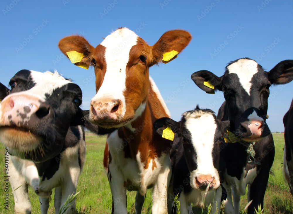 Tuinposter met Calves on the field #34010757
