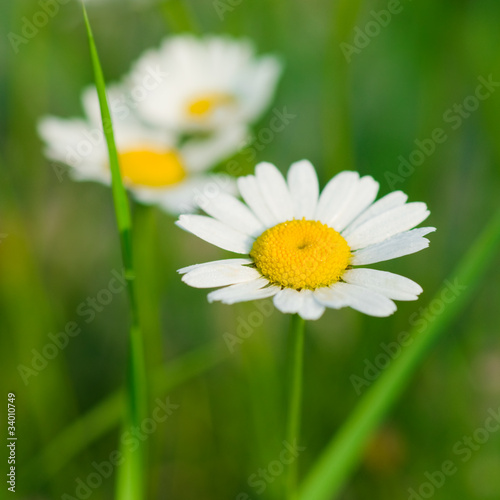 Camomile flower on green meadow