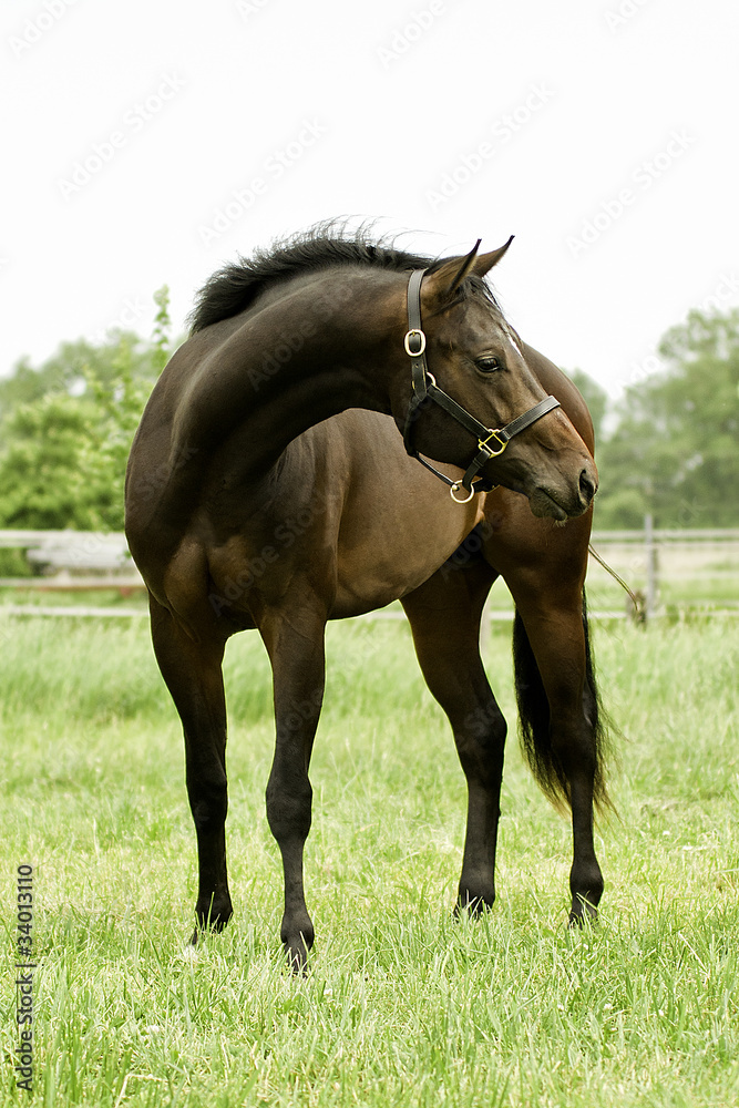 Fototapeta premium junger Quarter Horse Hengst