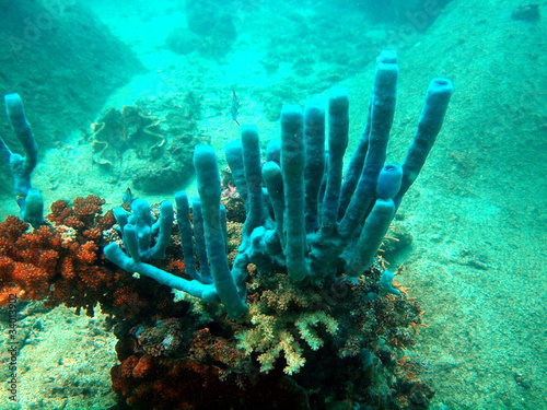 Sponges of the South-Chinese sea