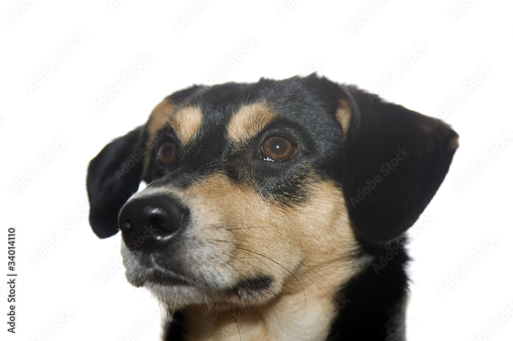 Beautiful dog with big ears is watching