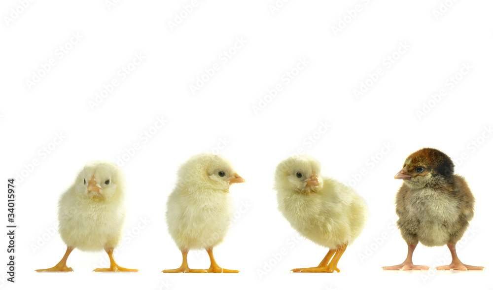 chicks chicks