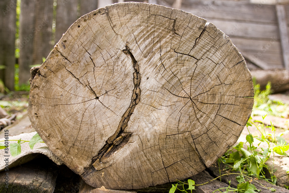 Naklejka premium древесина