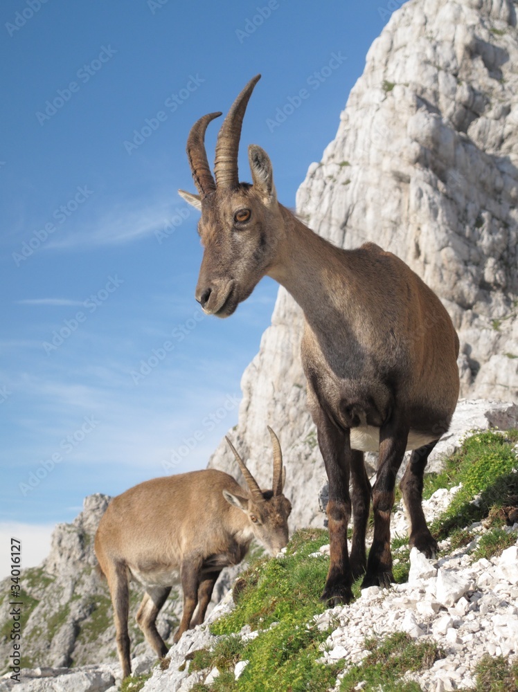 mountain goat - Alpine Ibex - in Julian Alps