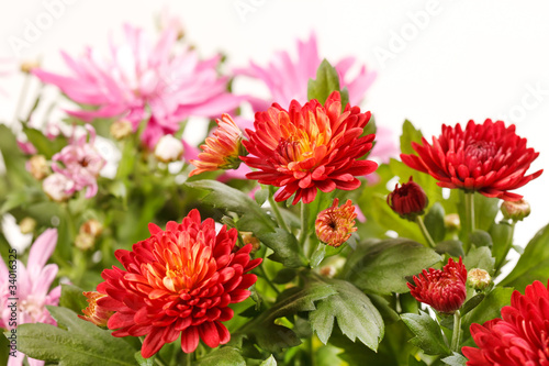 Chrysanthemum Flowers