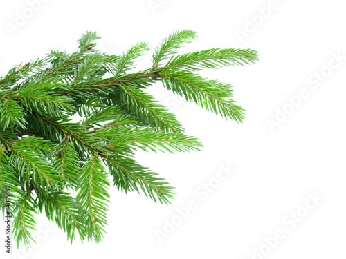 branch of fir tree