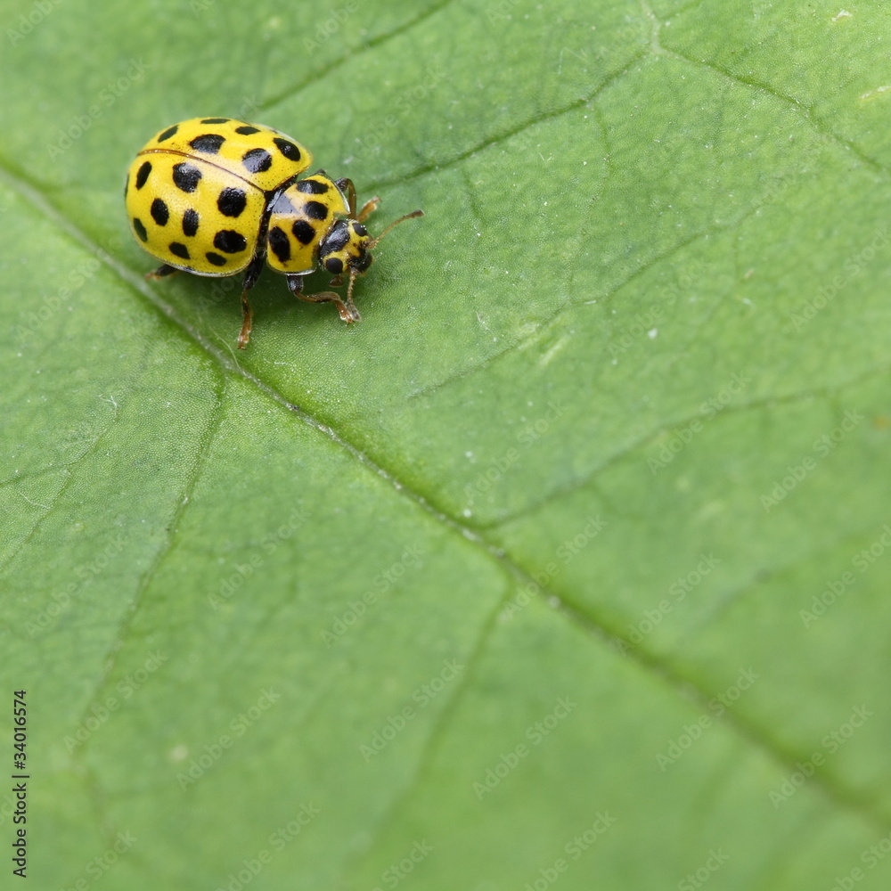 Fototapeta premium kleiner gelber Marienkäfer auf Blatt
