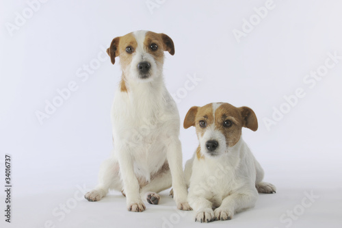 couple de chiens de race jack russell terrier