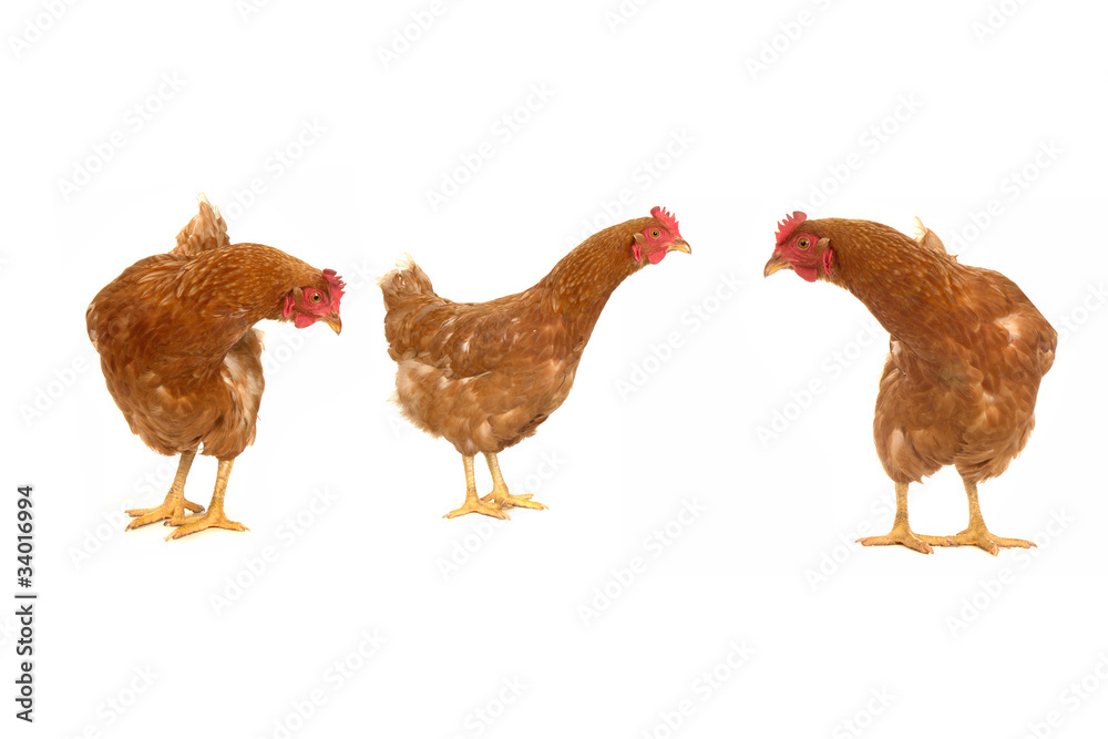 brown hen brown hen