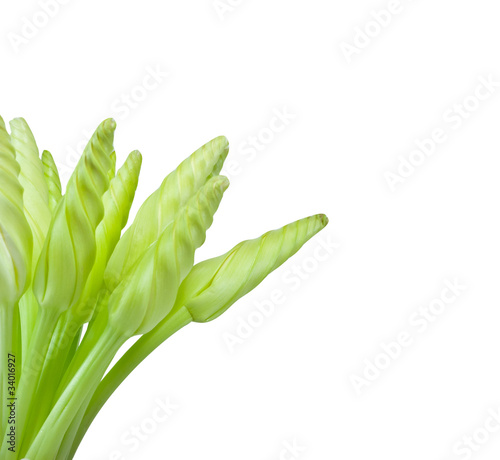 detail of green flower