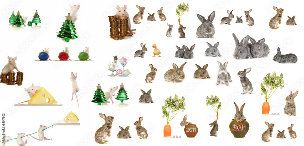 Fototapeta premium rat and grey rabbit