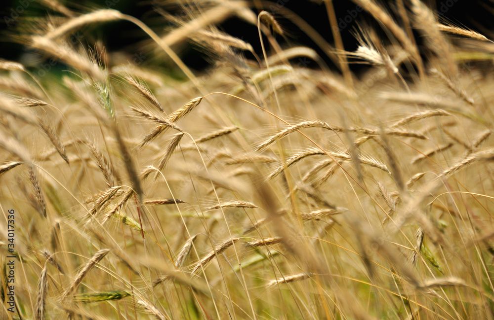Fototapeta premium 麦の穂波