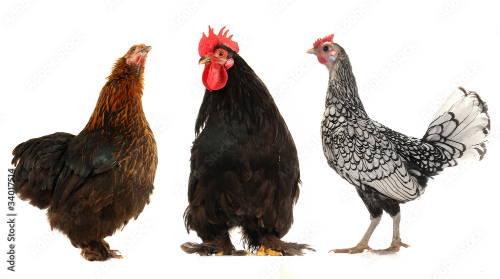 cock and black hen cock and black hen