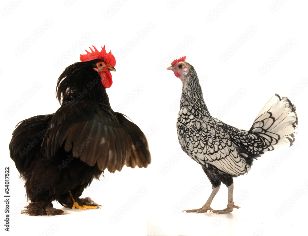black cock black cock