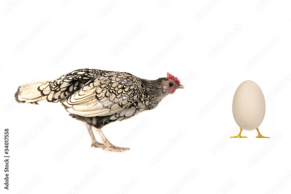 Fototapeta premium cock