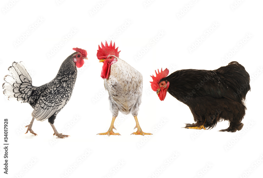 Fototapeta premium white cock