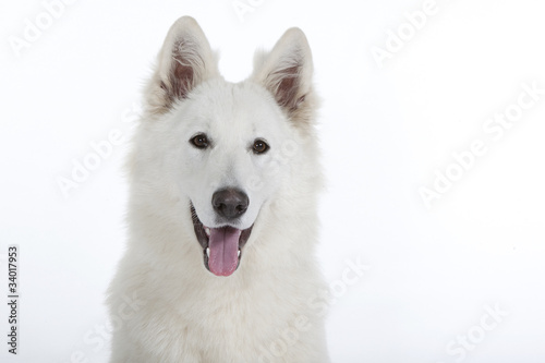 portrait d'un berger blanc suisse au regard franc