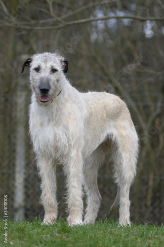 IRISH WOOLFHOUND.
