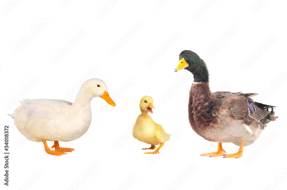 ducks ducks
