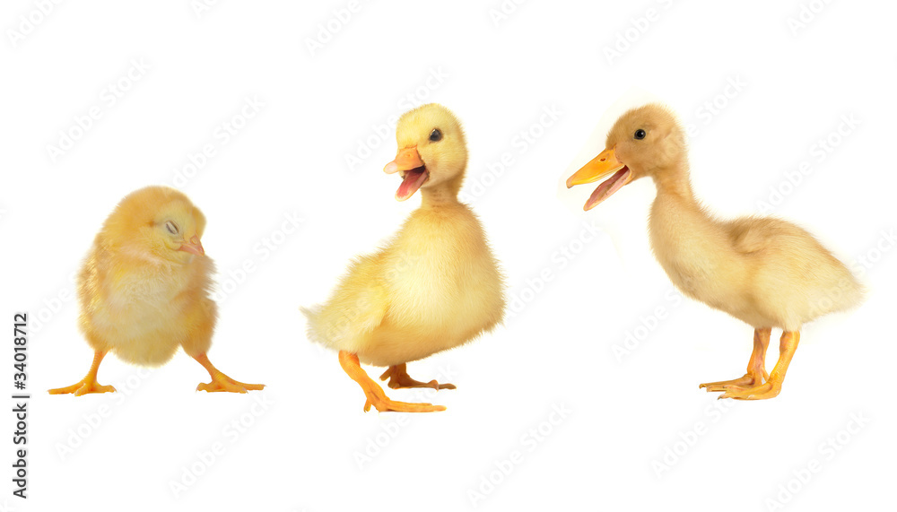 duck duck