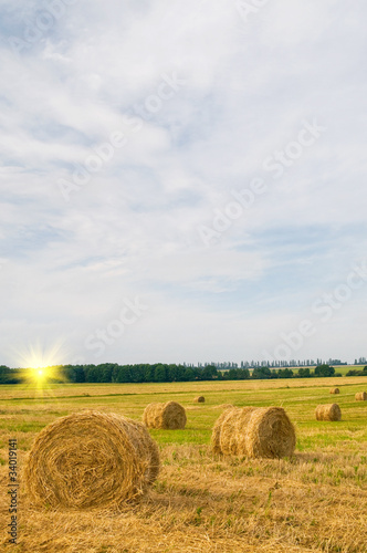 Field full of bales against tender sun in the blue sky.