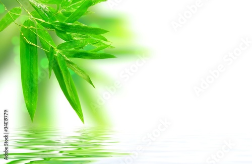 Wet bamboo on white background